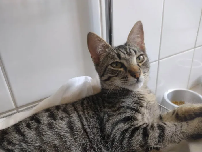 Gato ra a SRD idade 2 a 6 meses nome Oliver