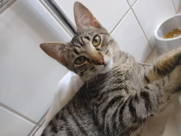 Gato ra a SRD idade 2 a 6 meses nome Oliver