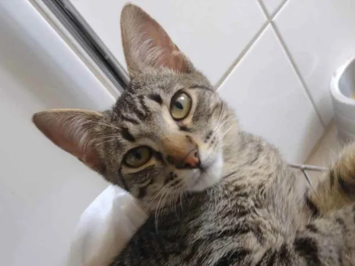 Gato ra a SRD idade 2 a 6 meses nome Oliver