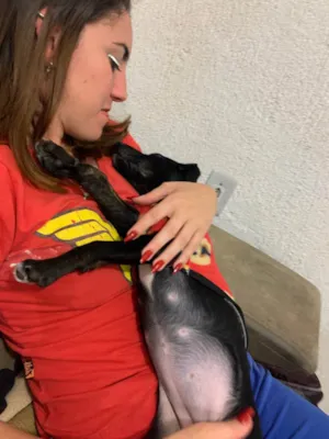 Cachorro raça Vira lata idade 2 a 6 meses nome Neném 