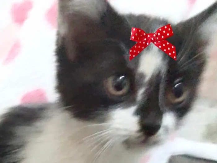 Gato ra a Mestiça  idade 2 a 6 meses nome Mel 