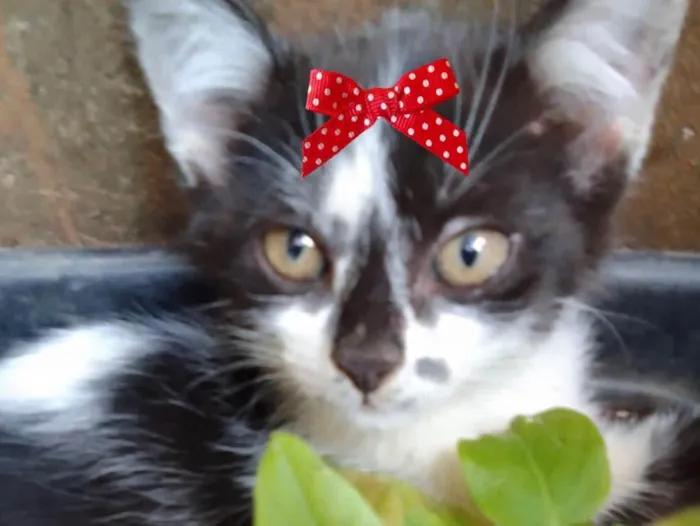 Gato ra a Mestiça  idade 2 a 6 meses nome Mel 