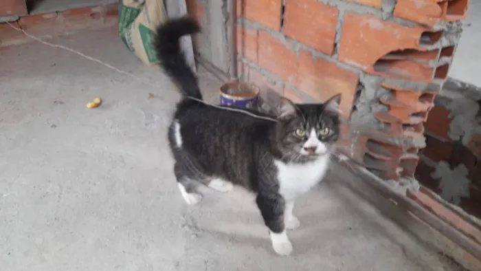 Gato raça Srd idade 1 ano nome Hannah