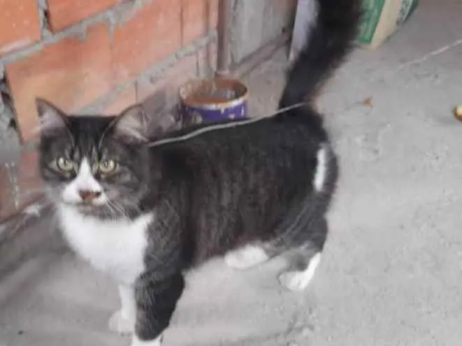 Gato raça Srd idade 1 ano nome Hannah