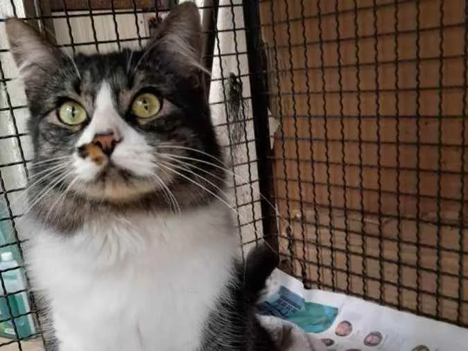 Gato raça Srd idade 1 ano nome Hannah