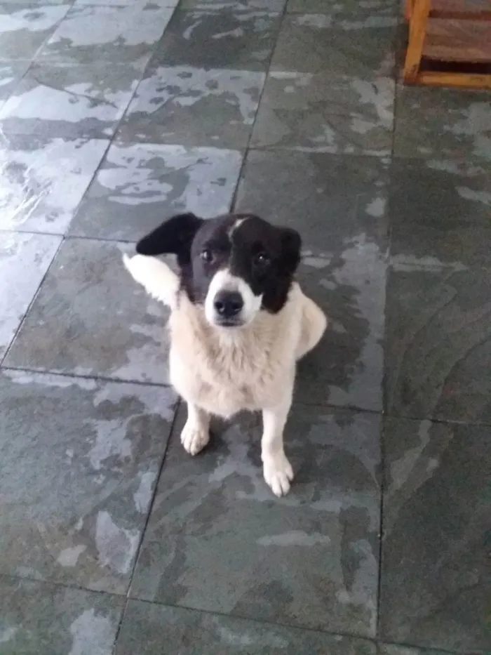 Cachorro raça Não definido idade 7 a 11 meses nome Belinha