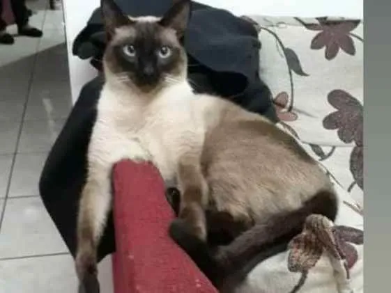 Gato ra a TIPO SIAMÊS  idade 5 anos nome TICO