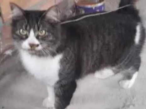 Gato raça Srd idade 1 ano nome Hannah