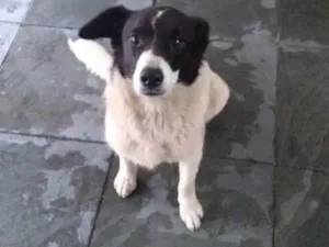 Cachorro raça Não definido idade 7 a 11 meses nome Belinha