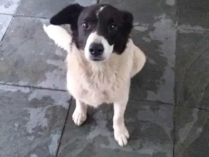 Cachorro raça Não definido idade 7 a 11 meses nome Belinha