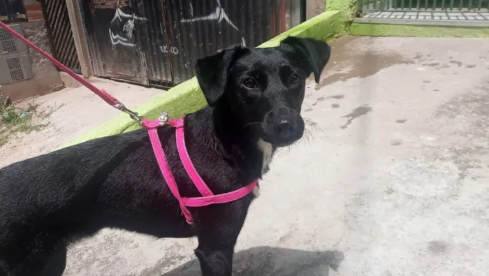 Cachorro ra a vira lata idade  nome Lupita