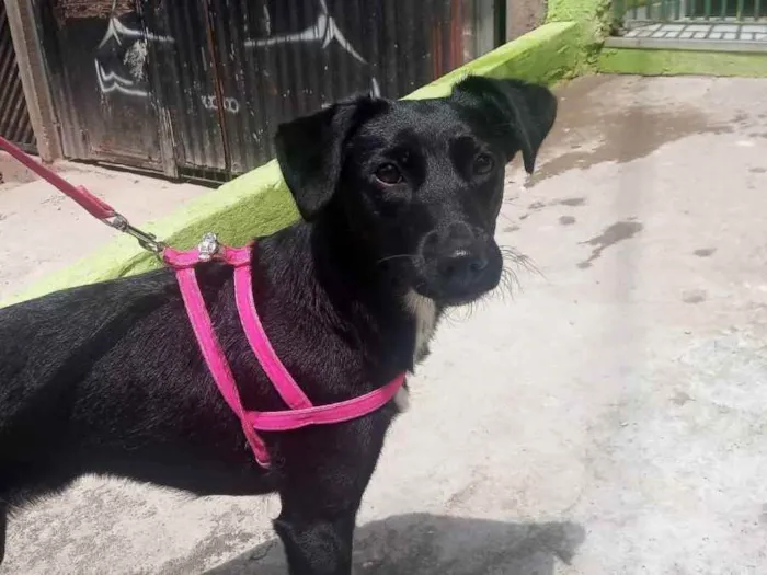 Cachorro ra a vira lata idade  nome Lupita