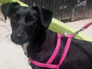 Cachorro raça vira lata idade  nome Lupita