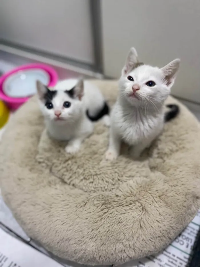 Gato raça Srd idade Abaixo de 2 meses nome João e Maria