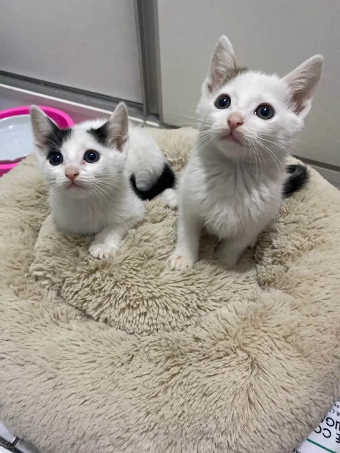 Gato raça Srd idade Abaixo de 2 meses nome João e Maria