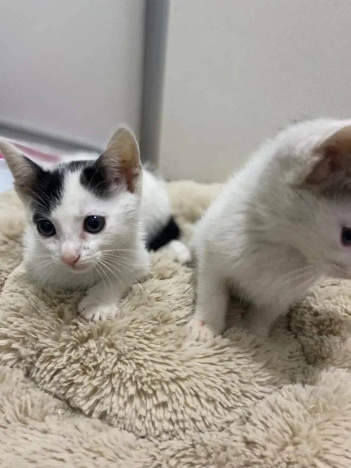 Gato raça Srd idade Abaixo de 2 meses nome João e Maria