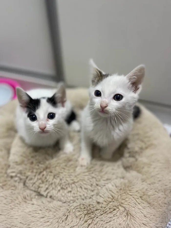 Gato raça Srd idade Abaixo de 2 meses nome João e Maria