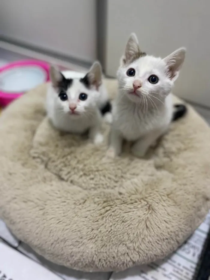 Gato raça Srd idade Abaixo de 2 meses nome João e Maria