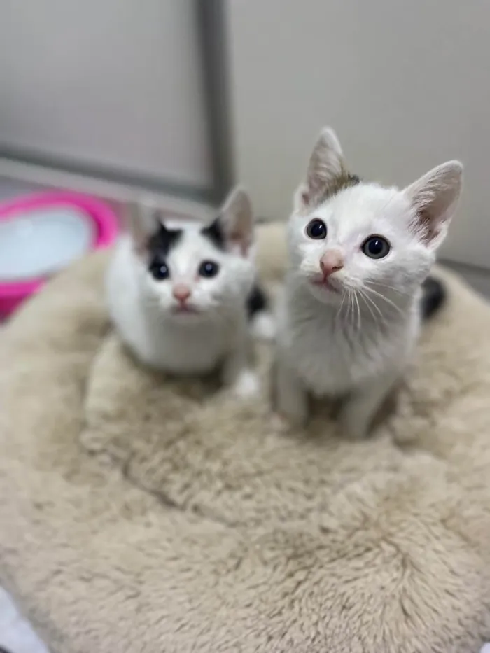 Gato raça Srd idade Abaixo de 2 meses nome João e Maria