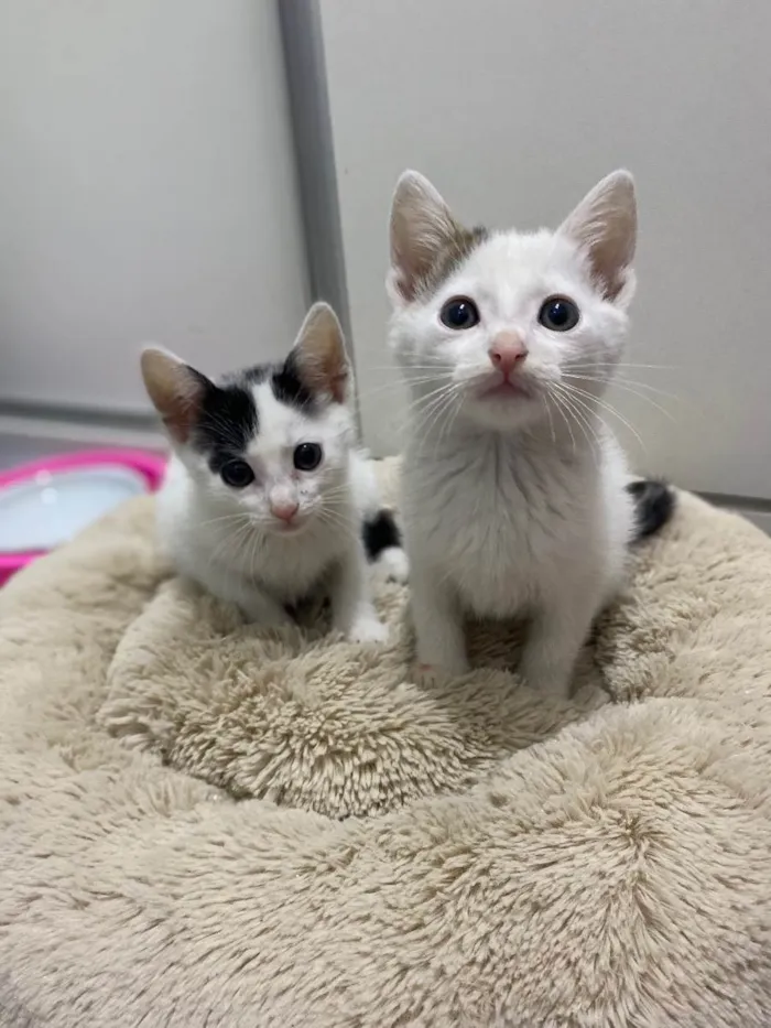 Gato raça Srd idade Abaixo de 2 meses nome João e Maria