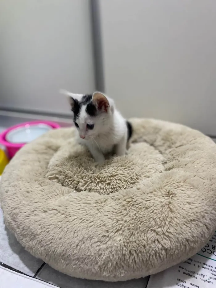 Gato raça Srd idade Abaixo de 2 meses nome João e Maria