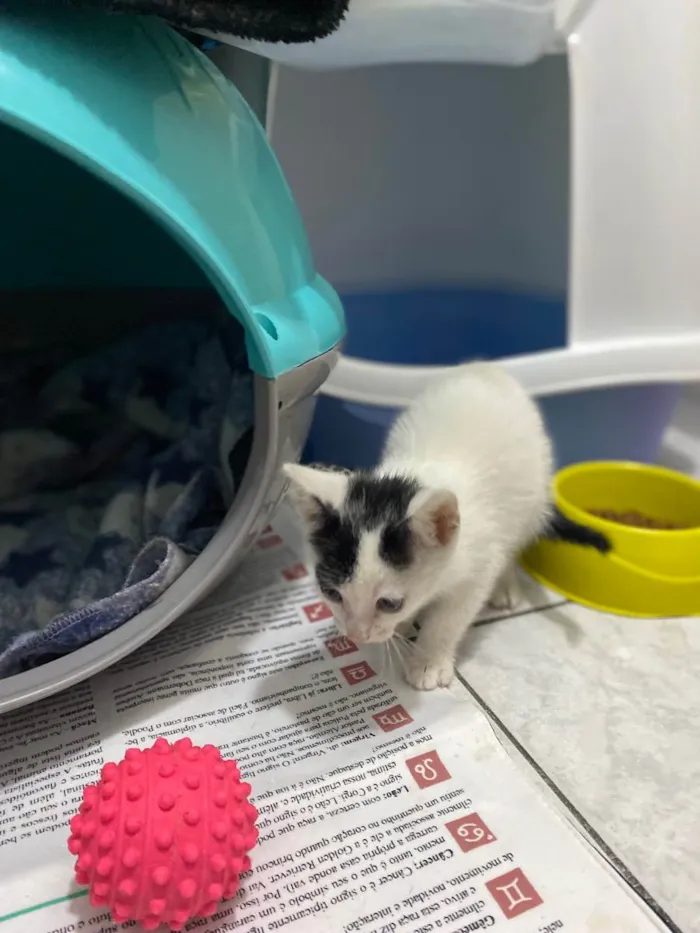 Gato raça Srd idade Abaixo de 2 meses nome João e Maria