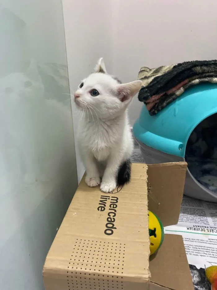 Gato raça Srd idade Abaixo de 2 meses nome João e Maria