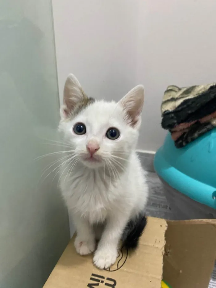 Gato raça Srd idade Abaixo de 2 meses nome João e Maria