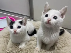 Gato raça Srd idade Abaixo de 2 meses nome João e Maria
