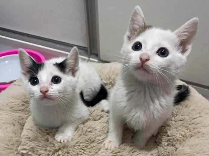 Gato raça Srd idade Abaixo de 2 meses nome João e Maria