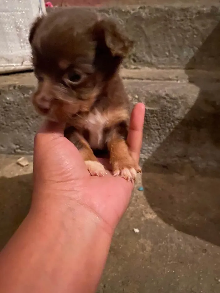 Cachorro ra a Basset idade Abaixo de 2 meses nome Sem nomes