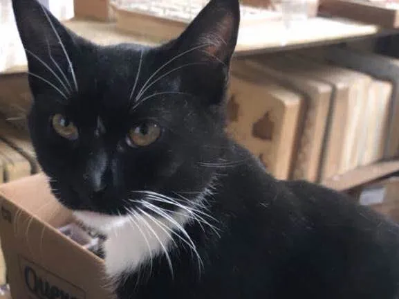 Gato raça Srd idade 1 ano nome Pretinha 