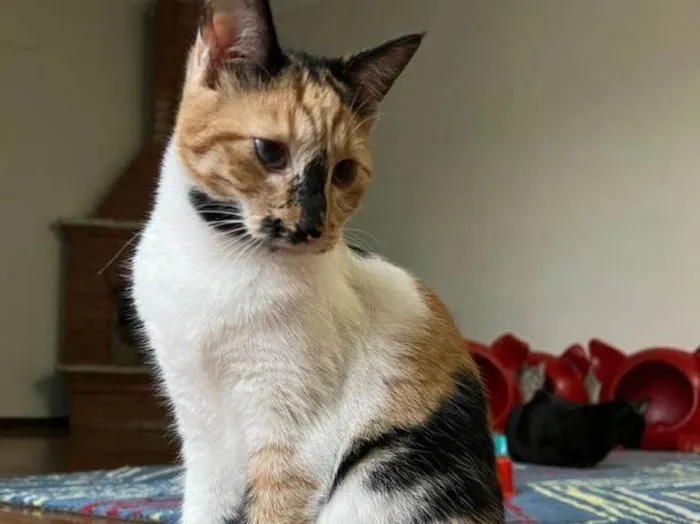 Gato raça Srd idade 7 a 11 meses nome Paloma