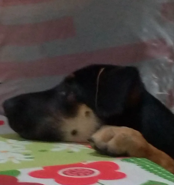 Cachorro ra a Srd idade 7 a 11 meses nome Leia