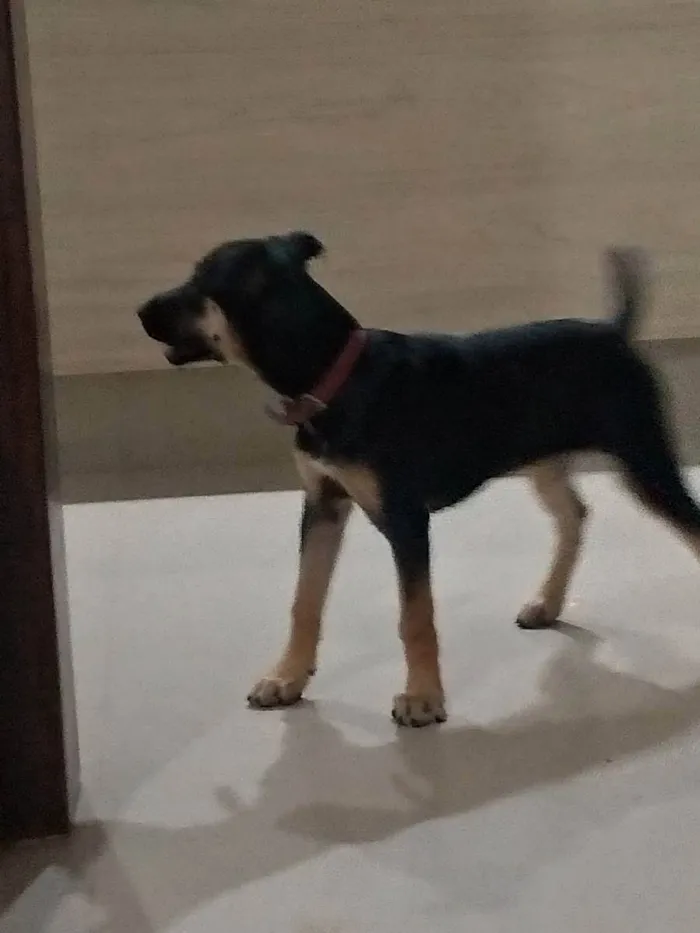 Cachorro ra a Srd idade 7 a 11 meses nome Leia