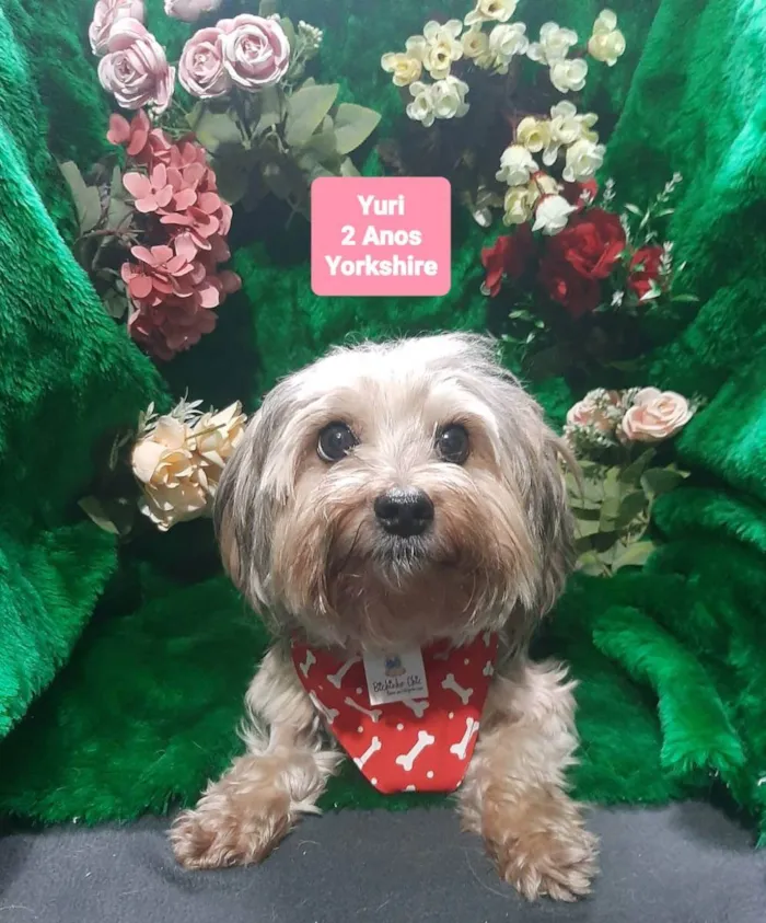 Cachorro raça Yorkshire  idade 2 anos nome Yuri