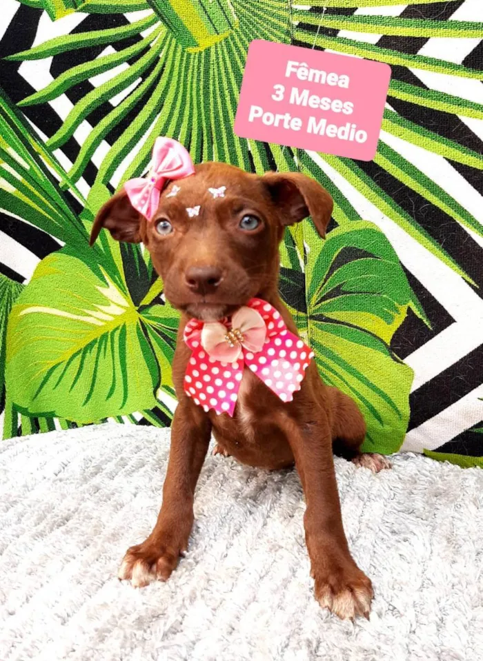 Cachorro raça Srd idade 2 a 6 meses nome Carmela