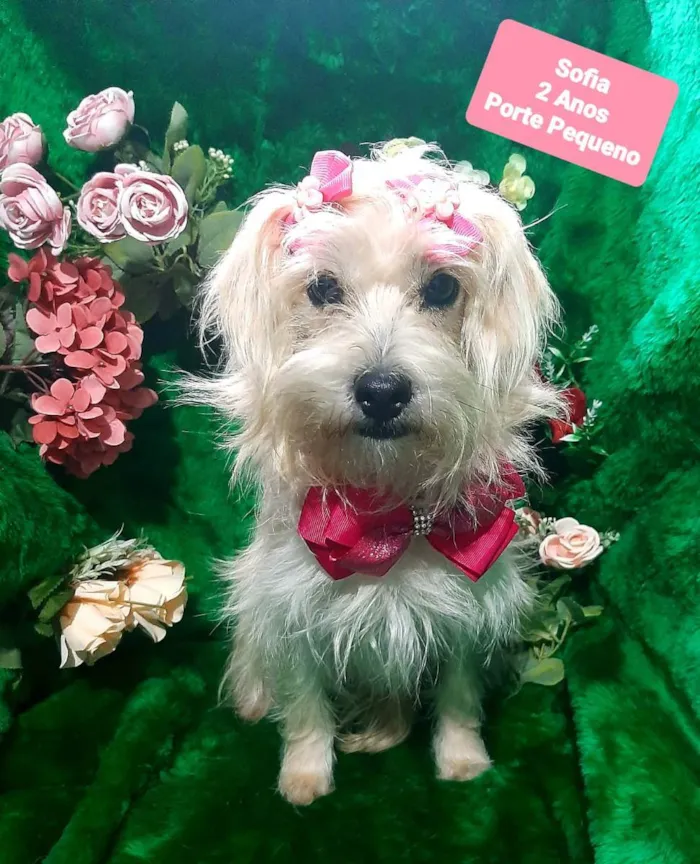 Cachorro raça Srd idade 2 anos nome Sofia
