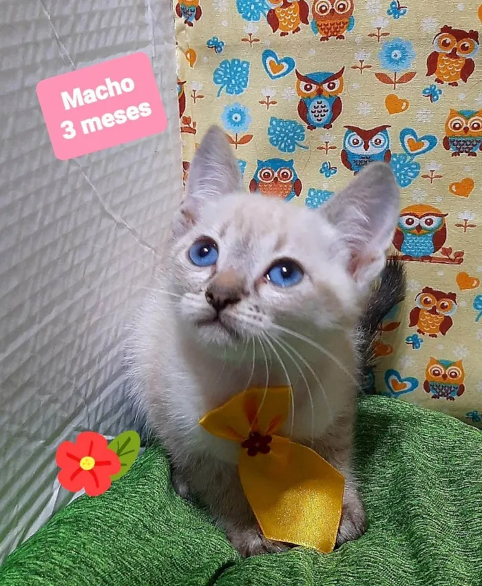 Gato raça Srd idade 2 a 6 meses nome Ted 