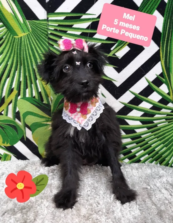 Cachorro raça Srd idade 2 a 6 meses nome Florzinha 