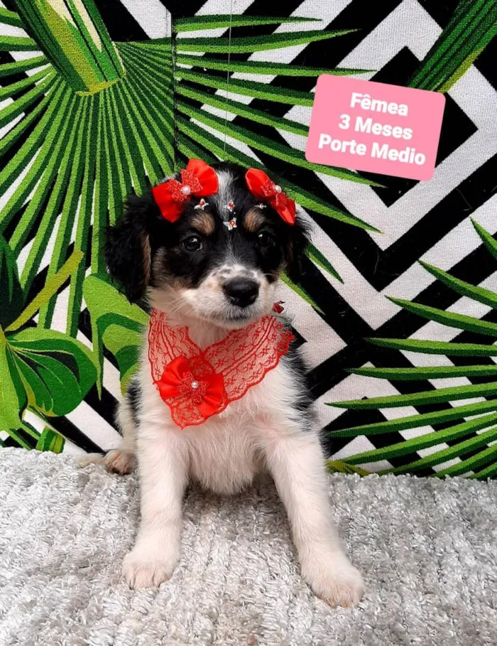 Cachorro raça Srd idade 2 a 6 meses nome Maze 