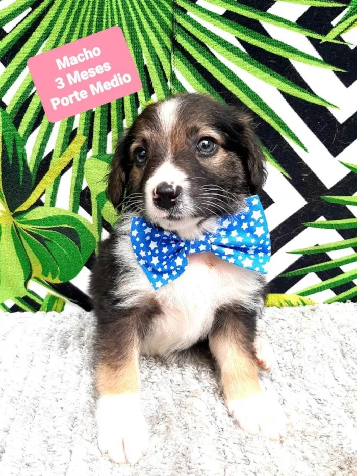 Cachorro raça Srd idade 2 a 6 meses nome Henry