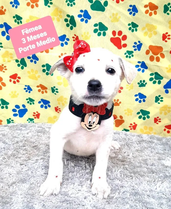 Cachorro raça Srd idade 2 a 6 meses nome Lary