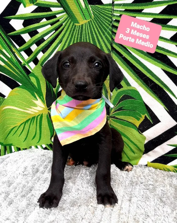 Cachorro raça Srd  idade 2 a 6 meses nome Benji 