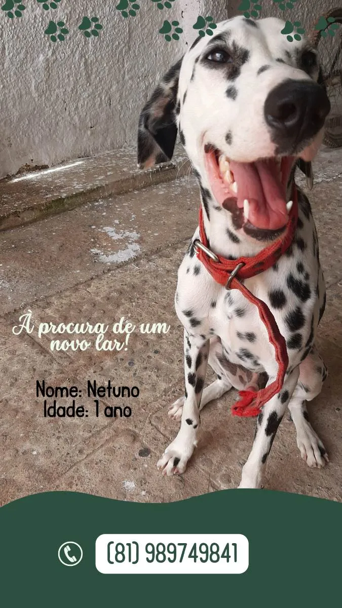 Cachorro raça Dálmata  idade 1 ano nome Netuno