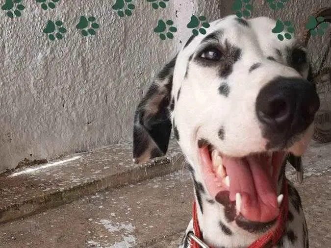 Cachorro raça Dálmata  idade 1 ano nome Netuno