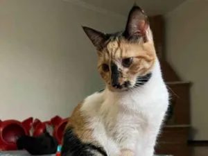 Gato raça Srd idade 7 a 11 meses nome Paloma