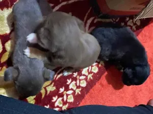 Cachorro raça Basset idade Abaixo de 2 meses nome Não tem nomes