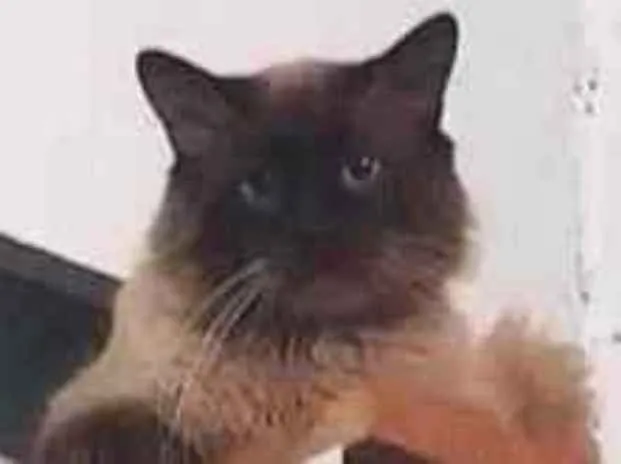 Gato raça Srd idade 1 ano nome Zeca