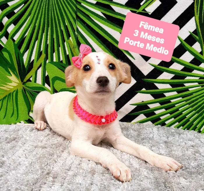 Cachorro raça Srd idade 2 a 6 meses nome Grazy 